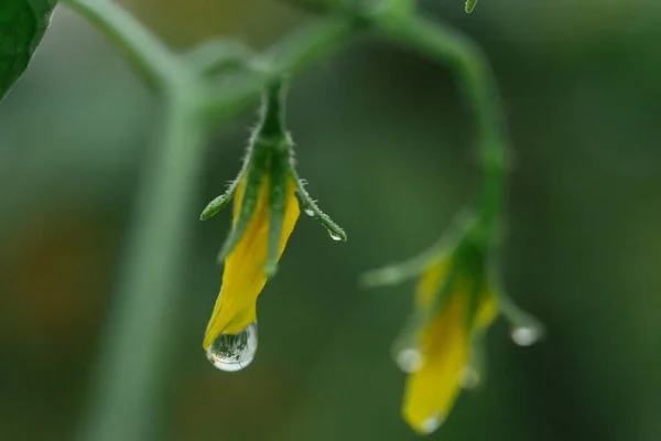 Wassertropfen Auf Gemüse Aus Nächster Nähe Nach Dem Regen Tau — Stockfoto