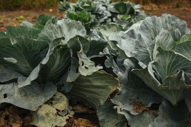 Tarladaki sebze ve organik arka planda taze yeşil lahana. Bahçedeki bahçedeki lahanaların yakın plan çekimi.