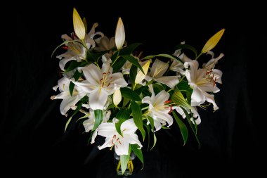 Lily siyah arkaplandaki ışık ışınlarını dallandırıyor. narin, beyaz çiçek. Atmosferik karanlık fotoğrafçılıktaki bir çiçeğin hatları. Tatil için çiçekler, reklam, hediye.