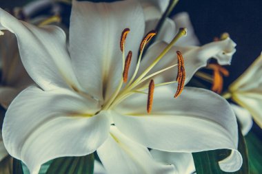 Lily 'nin siyah arka plandaki ışık ışınlarına yakın çekim kolu. narin, beyaz çiçek. Atmosferik karanlık fotoğrafçılıktaki bir çiçeğin hatları. Tatil için çiçekler, reklam, hediye, makro fotoğraf.