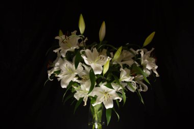 Lily siyah arkaplandaki ışık ışınlarını dallandırıyor. narin, beyaz çiçek. Atmosferik karanlık fotoğrafçılıktaki bir çiçeğin hatları. Tatil için çiçekler, reklam, hediye.