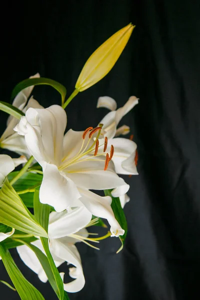 Lilienzweig Den Lichtstrahlen Auf Schwarzem Hintergrund Zarte Weiße Blume Konturen — Stockfoto