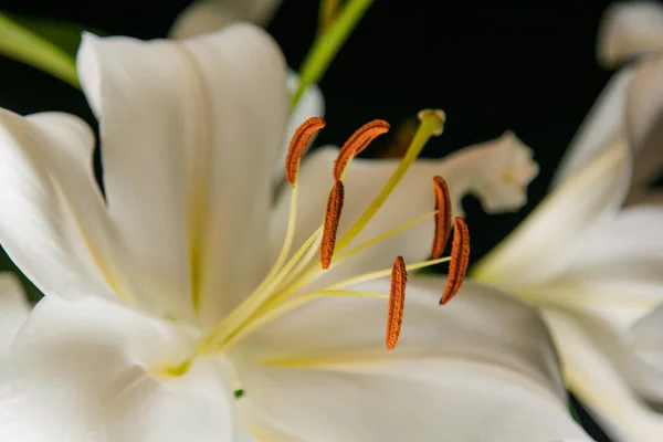 Lily Ramo Close Nos Raios Luz Sobre Fundo Preto Delicada — Fotografia de Stock