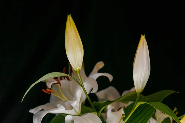 莉莉在黑色背景的光芒中分出了特写 精致的 白色的花 大气黑暗摄影中花朵的轮廓 假日花 宏观照片 — 图库照片