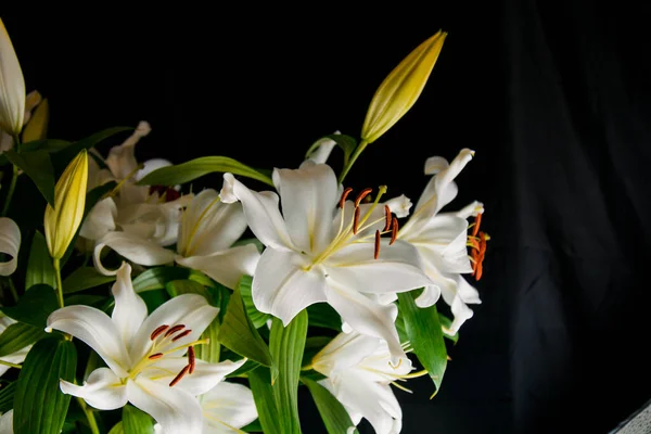 Ramo Lírio Nos Raios Luz Sobre Fundo Preto Delicada Flor — Fotografia de Stock