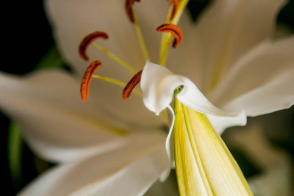 Lily Ramo Close Nos Raios Luz Sobre Fundo Preto Delicada — Fotografia de Stock