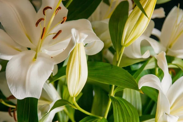 Lily Ramo Close Nos Raios Luz Sobre Fundo Preto Delicada — Fotografia de Stock