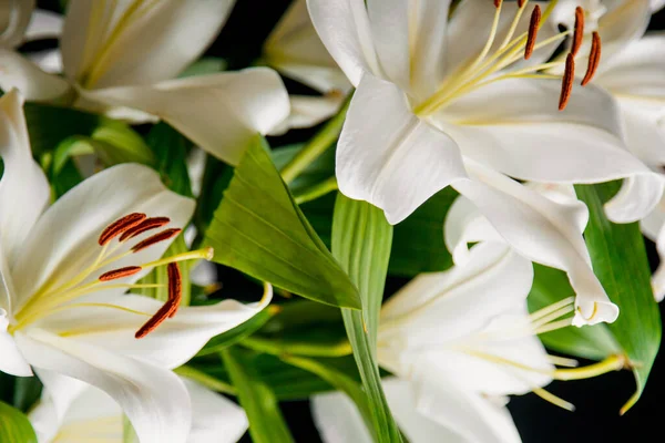 Ramo Lily Primo Piano Nei Raggi Luce Uno Sfondo Nero — Foto Stock