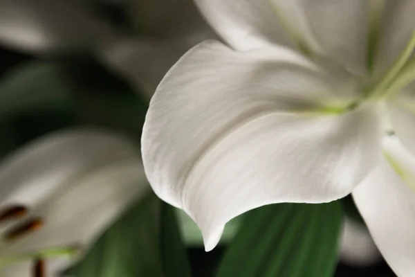 Lilienzweige Großaufnahme Den Lichtstrahlen Auf Schwarzem Hintergrund Zarte Weiße Blume — Stockfoto