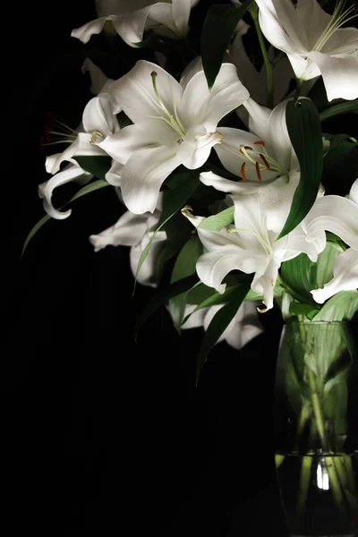 Ramo Giglio Nei Raggi Luce Fondo Nero Delicato Fiore Bianco — Foto Stock