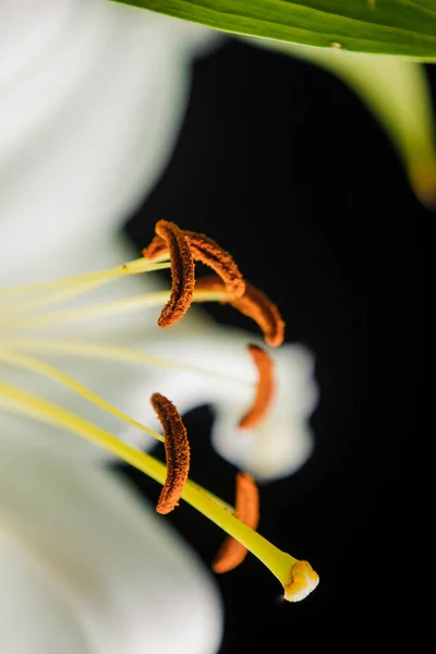 Lily Ramo Close Nos Raios Luz Sobre Fundo Preto Delicada — Fotografia de Stock