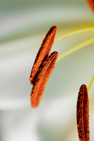 Lily Ramo Close Nos Raios Luz Sobre Fundo Preto Delicada — Fotografia de Stock