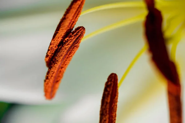 Lily Ramo Close Nos Raios Luz Sobre Fundo Preto Delicada — Fotografia de Stock