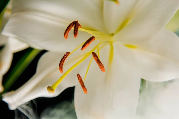 Lily Ramo Close Nos Raios Luz Sobre Fundo Preto Delicada — Fotografia de Stock