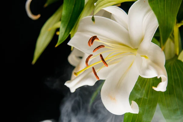 Lily Ramo Close Nos Raios Luz Sobre Fundo Preto Delicada — Fotografia de Stock