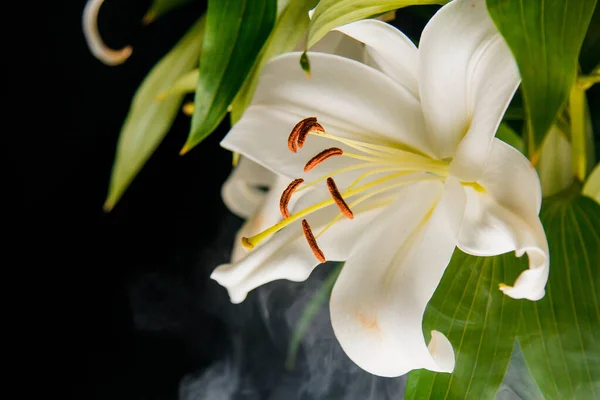 Lily Ramo Close Nos Raios Luz Sobre Fundo Preto Delicada — Fotografia de Stock