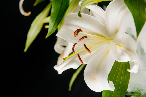 Lilienzweige Großaufnahme Den Lichtstrahlen Auf Schwarzem Hintergrund Zarte Weiße Blume — Stockfoto