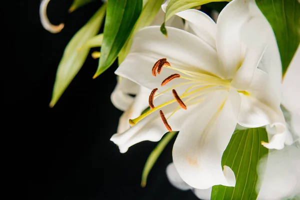 Lilienzweige Großaufnahme Den Lichtstrahlen Auf Schwarzem Hintergrund Zarte Weiße Blume — Stockfoto
