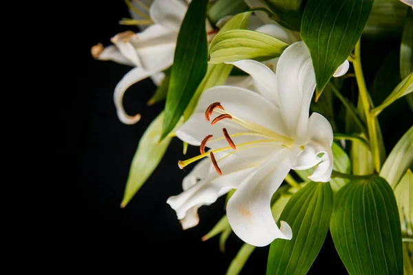 Лили Бранч Лучах Света Черном Фоне Нежный Белый Цветок Контуры — стоковое фото