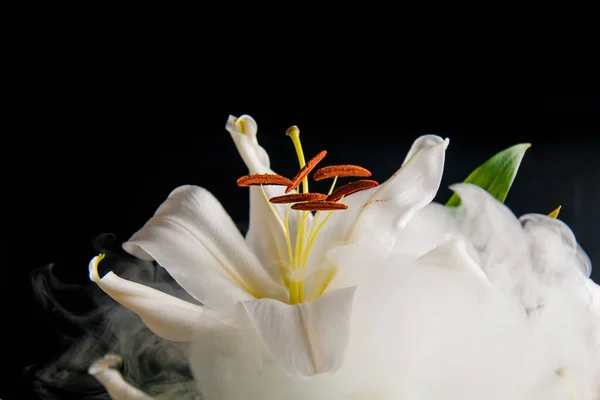 Lily Branch Close Rays Light Black Background Delicate White Flower — Stock Photo, Image