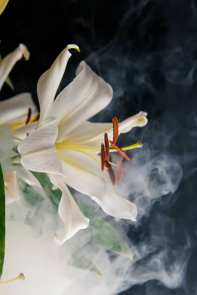 Lily Ramo Close Nos Raios Luz Sobre Fundo Preto Delicada — Fotografia de Stock