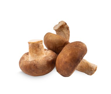 shiitake mantar beyaz zemin üzerine