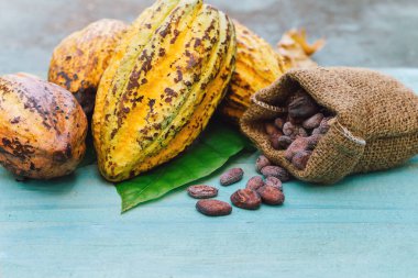 Kakao çekirdeği ve kakao kabuğu
