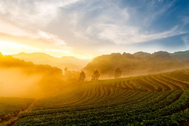 Çilek bahçesi Doi Ang Khang, Chiang Mai, Tayland
