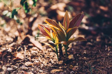 Genç yeşil fidan, yanan ağaçlar dikiyor.