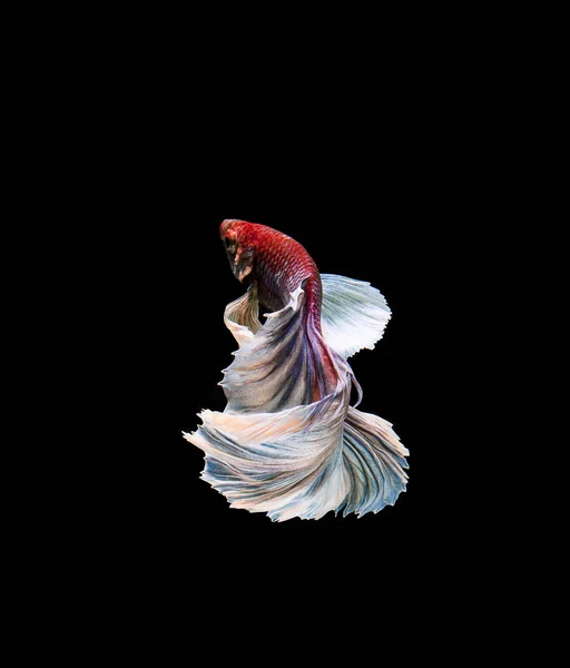 Риба Бетта Сиамські Бої Розкіш Бетта Ізольована Чорному Тлі — стокове фото