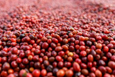 Kahve çekirdekleri güneşte kuruyor. Kahve çiftliğindeki kahve tarlaları