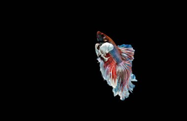 Beta balığı, siyam savaşçısı balıklar, siyah arka planda izole edilmiş betta ihtişamı.