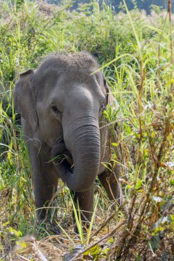 Tayland 'ın derin ormanlarında Asya fili.