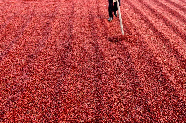 コーヒー豆は太陽の下で乾燥する コーヒー農園のコーヒー農園 — ストック写真