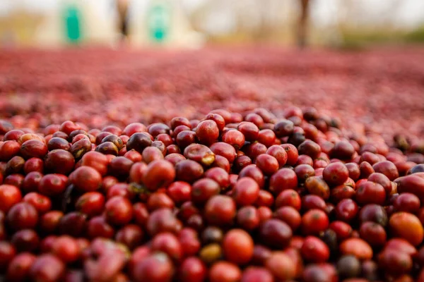 Grãos Café Secando Sol Plantações Café Fazenda Café — Fotografia de Stock