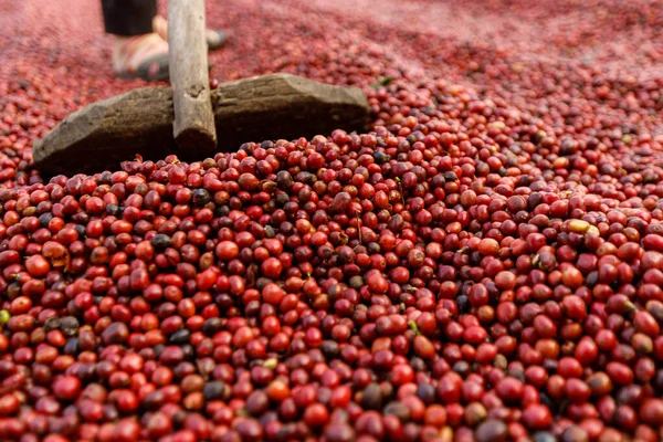 Grãos Café Secando Sol Plantações Café Fazenda Café — Fotografia de Stock