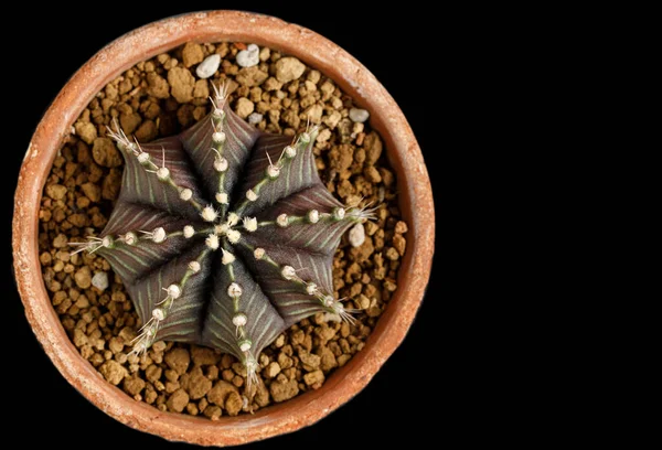 Güzel renkli kaktüs Gymnocalycium mihanovichii