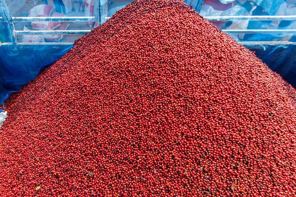 Kahve çekirdekleri güneşte kuruyor. Kahve çiftliğindeki kahve tarlaları