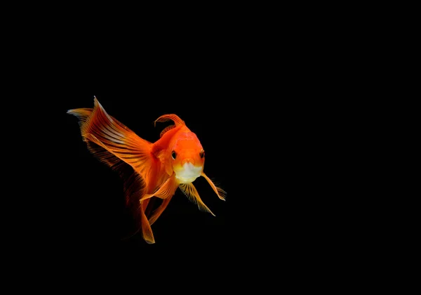 Goldfish Isolated Dark Black Background — Stock Photo, Image