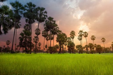 Şeker palmiyesi en tepede, yapraklara ve meyvelere bakın.,