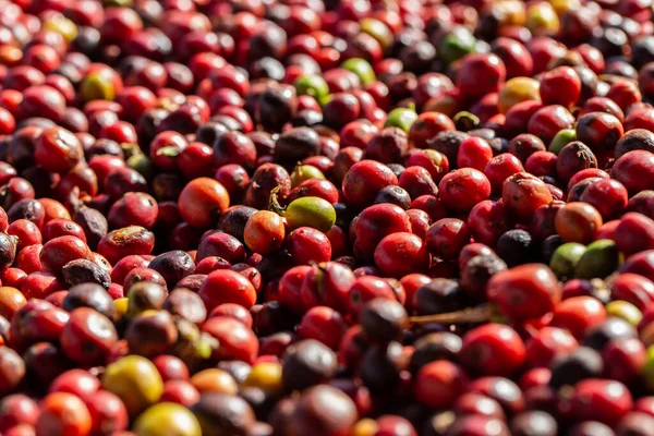 Bagas Café Arábica Frescas Fazenda Café Orgânico — Fotografia de Stock