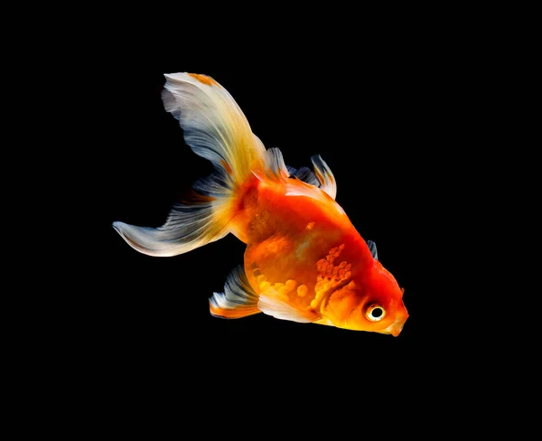 Goldfish Isolado Fundo Preto Escuro — Fotografia de Stock