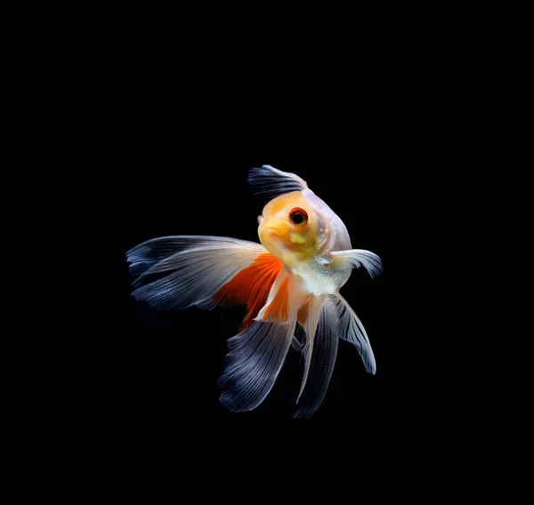 Goldfish Isolated Dark Black Background — Stock Photo, Image