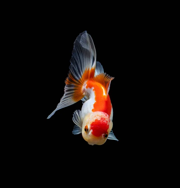 Goldfish Isolado Fundo Preto Escuro — Fotografia de Stock