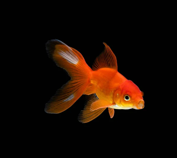 Goldfish Isolado Fundo Preto Escuro — Fotografia de Stock