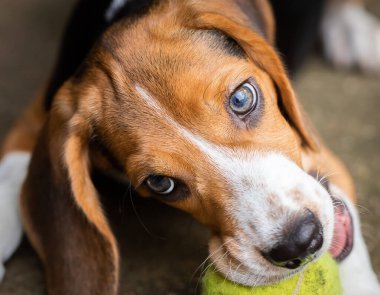 Yavru köpek topları parçalıyor. Beagle köpeği safkan.