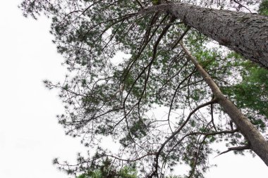 Pinus mugo - aynı zamanda sürünen çam, cüce dağ çamı, mugo çamı olarak da bilinir.