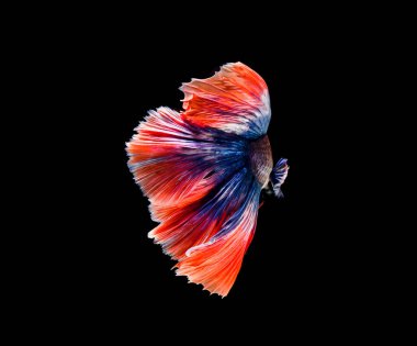 Beta balığı, siyam dövüşü, siyah arka planda izole edilmiş ihtişamlı bahis.