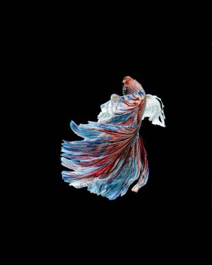 Beta balığı, siyam savaşçısı balıklar, siyah arka planda izole edilmiş betta ihtişamı.