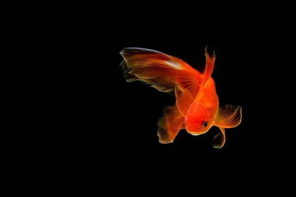 Goldfish Isolado Fundo Preto Escuro — Fotografia de Stock